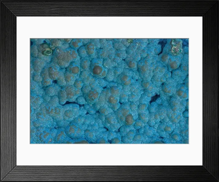Framed Print : Cornetite Rare Copper Ore - Congo Africa Framed Print : Cornetite Rare Copper Ore - Congo Africa