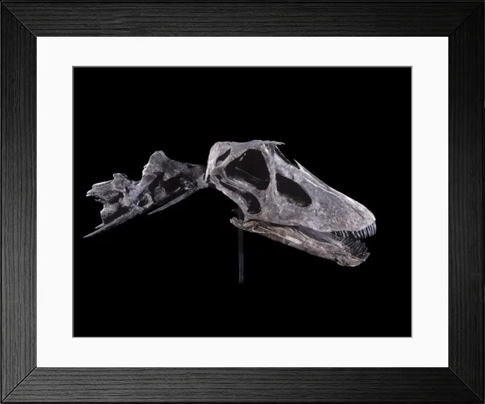 Framed Print : Dinosaurs - Sauropods - Diplodocus (Skull) Morrison Formation, Jurassic, Wyoming, USA Specimen courtesy Western Paleontological Laboratories. DF 576 Framed Print : Dinosaurs - Sauropods - Diplodocus (Skull) Morrison Formation, Jurassic, Wyoming, USA Specimen courtesy Western Paleontological Laboratories. DF 576