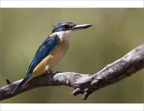 Sacred Kingfisher - Hanson River north west of Ti Tree Community, Alice Springs, Northern Territory, Australia