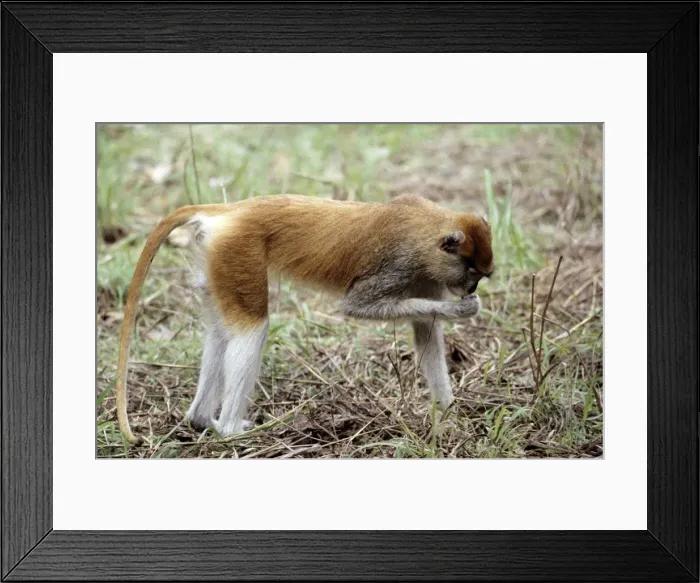 Framed Print : Patas Monkey - male - Gambia