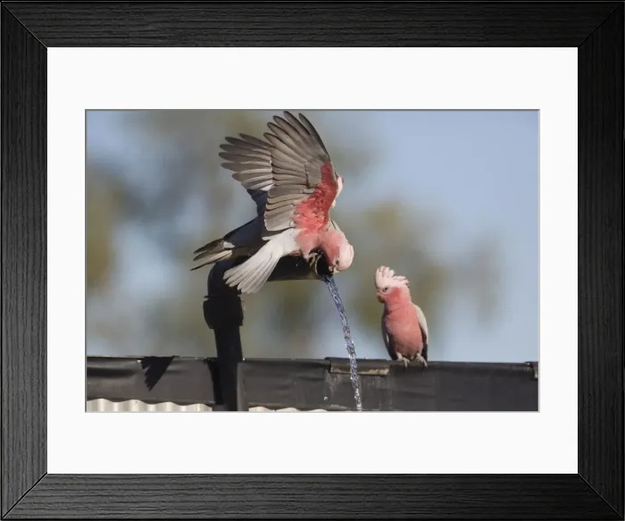 Framed Print : Galah / Galah Cockatoo / Roseate / Rose-breasted Cockatoo - drinking at an overflowing bore pipe at a cattle station at Ti Tree - Northern Territory - Australia Framed Print : Galah / Galah Cockatoo / Roseate / Rose-breasted Cockatoo - drinking at an overflowing bore pipe at a cattle station at Ti Tree - Northern Territory - Australia