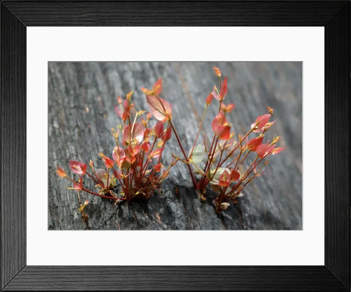Framed Print : New grow on mountain ash after bush fire JLR 32 Davies plain - Alpine National Park North East Victoria. Australia © Jean-Marc La-Roque / ardea. com Framed Print : New grow on mountain ash after bush fire JLR 32 Davies plain - Alpine National Park North East Victoria. Australia © Jean-Marc La-Roque / ardea. com