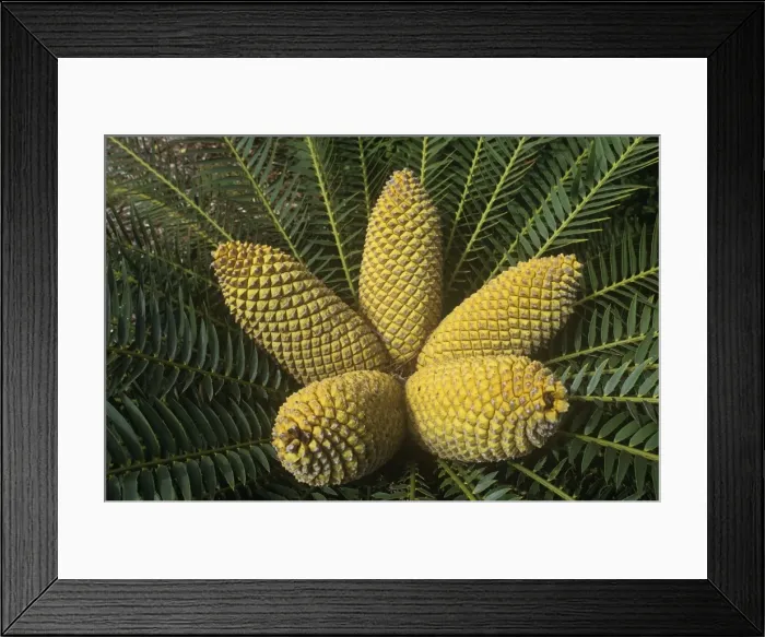 Framed Print : Eastern Cape Giant Cycad / Hottentot bread tree - crown with cones - South Africa Framed Print : Eastern Cape Giant Cycad / Hottentot bread tree - crown with cones - South Africa