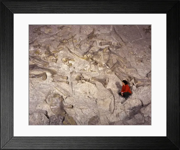 Framed Print : Dinosaur National Monument, Utah, USA Apatosaurus and Diplodocus bones exposed on the quarry face in the Visitor Center. Morrison Formation, Jurassic (As of 2007) Framed Print : Dinosaur National Monument, Utah, USA Apatosaurus and Diplodocus bones exposed on the quarry face in the Visitor Center. Morrison Formation, Jurassic (As of 2007)