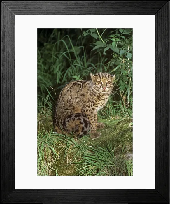 Framed Print : Marbled cat - female - Sumatra - Borneo - Malaya to Nepal RWS00128 Framed Print : Marbled cat - female - Sumatra - Borneo - Malaya to Nepal RWS00128