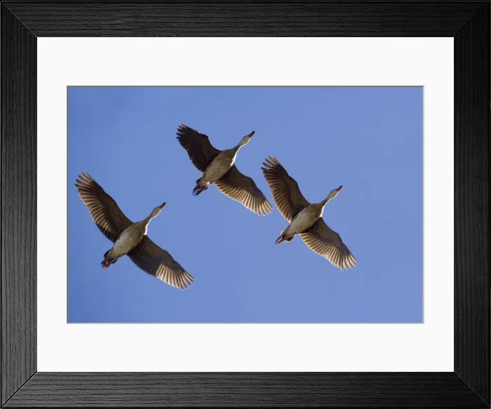 Framed Print : Plumed Whistling / Grass Whistle Ducks - in flight - near Ti Tree, Northern Territory, Australia Framed Print : Plumed Whistling / Grass Whistle Ducks - in flight - near Ti Tree, Northern Territory, Australia
