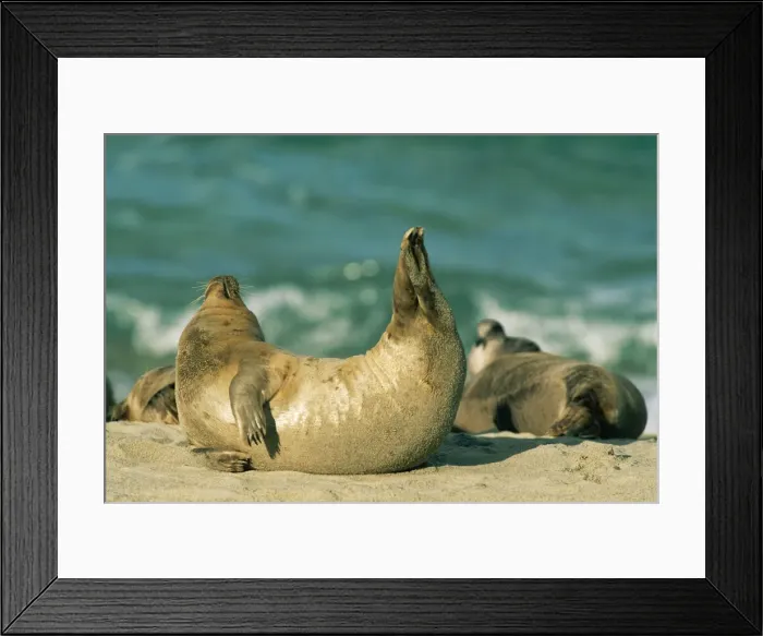 Framed Print : Common / Harbor Seal FG 10171 Phoca vitulina © Francois Gohier / ardea. com Framed Print : Common / Harbor Seal FG 10171 Phoca vitulina © Francois Gohier / ardea. com