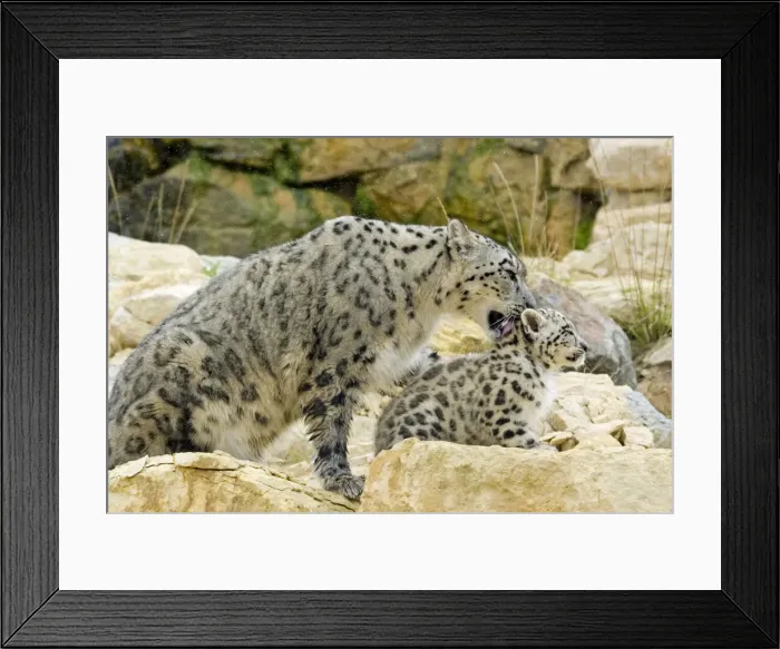 Framed Print : Snow Leopards - female washing cub Framed Print : Snow Leopards - female washing cub