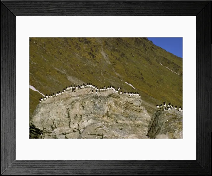 Framed Print : Little Auk - Spitzbergen Framed Print : Little Auk - Spitzbergen