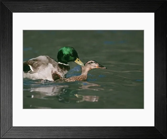Framed Print : Mallard Duck COS 81 Mating, Sussex, UK. Anas platyrhynchos © Bill Coster / ardea. com Framed Print : Mallard Duck COS 81 Mating, Sussex, UK. Anas platyrhynchos © Bill Coster / ardea. com