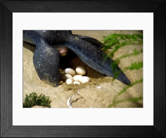 Framed Print : Prehistoric Reconstruction - Plesiosaur Laying eggs, C. Oxoniensis Late Jurassic Framed Print : Prehistoric Reconstruction - Plesiosaur Laying eggs, C. Oxoniensis Late Jurassic