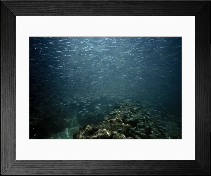 Framed Print : Pacific sardine - sea of cortez Framed Print : Pacific sardine - sea of cortez
