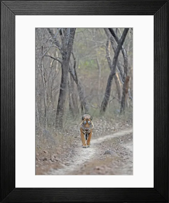 Framed Print : Tiger - walking along forest track - Ranthambhore National Park - Rajasthan - India