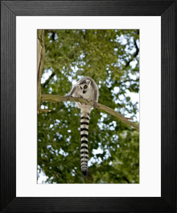 Framed Print : Ring-tailed Lemur - sitting on branch in tree Framed Print : Ring-tailed Lemur - sitting on branch in tree