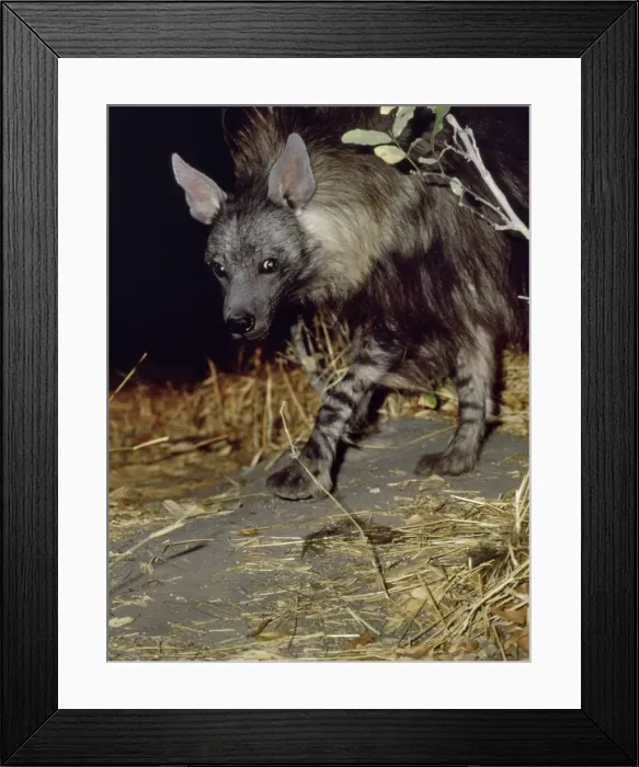 Framed Print : Brown Hyaena CRH 989 Makgadikgadi Pans, Botswana Hyaena brunnea © Chris Harvey / ardea. com Framed Print : Brown Hyaena CRH 989 Makgadikgadi Pans, Botswana Hyaena brunnea © Chris Harvey / ardea. com