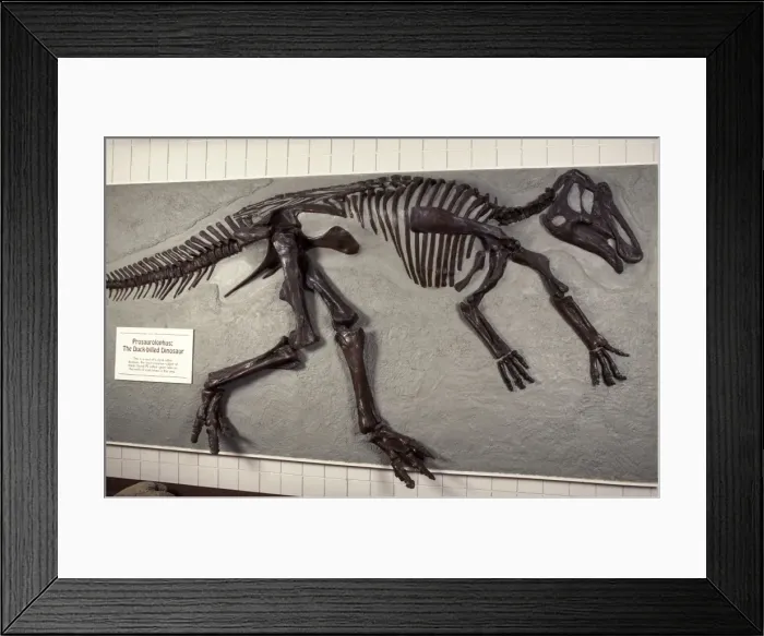 Framed Print : Dinosaurs: Hadrosaur or Duck-billed dinosaur Species: Prosaurolophus From the Upper Cretaceous of Alberta, Canada Display at the College of Eastern Utah Prehistoric Museum, Price, Utah, USA Framed Print : Dinosaurs: Hadrosaur or Duck-billed dinosaur Species: Prosaurolophus From the Upper Cretaceous of Alberta, Canada Display at the College of Eastern Utah Prehistoric Museum, Price, Utah, USA
