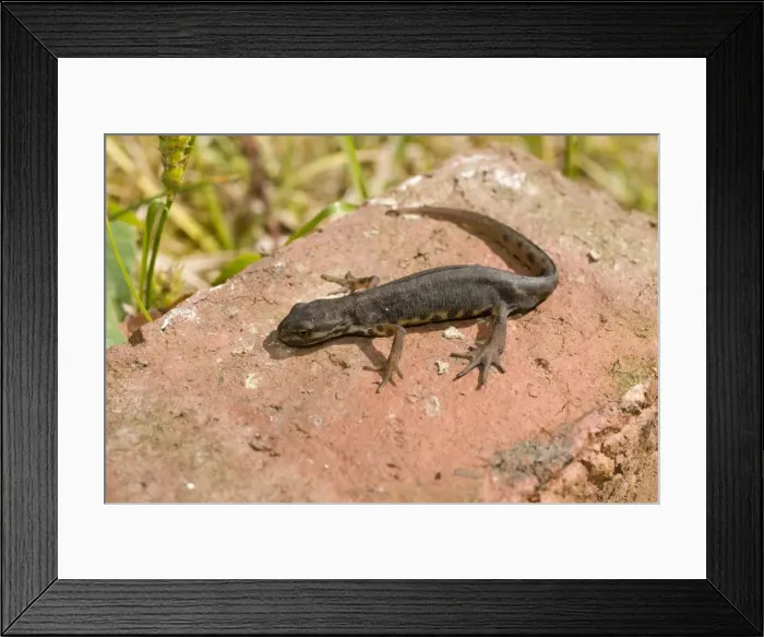 Framed Print : Smooth Newt - male on old brick - UK Framed Print : Smooth Newt - male on old brick - UK