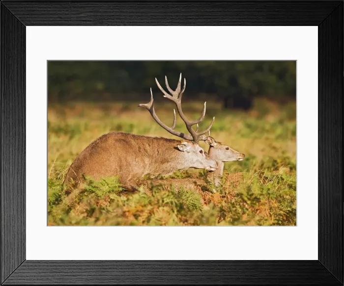 Framed Print : Red Deer - mating - Richmond Park UK 14968 Framed Print : Red Deer - mating - Richmond Park UK 14968