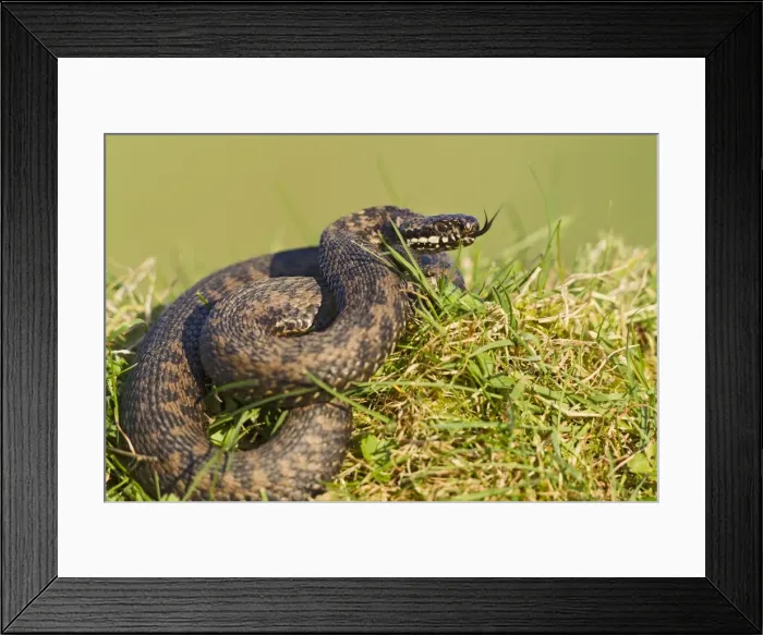 Framed Print : Adder - basking in evening sun - Bedfordshire - UK 12263 Framed Print : Adder - basking in evening sun - Bedfordshire - UK 12263
