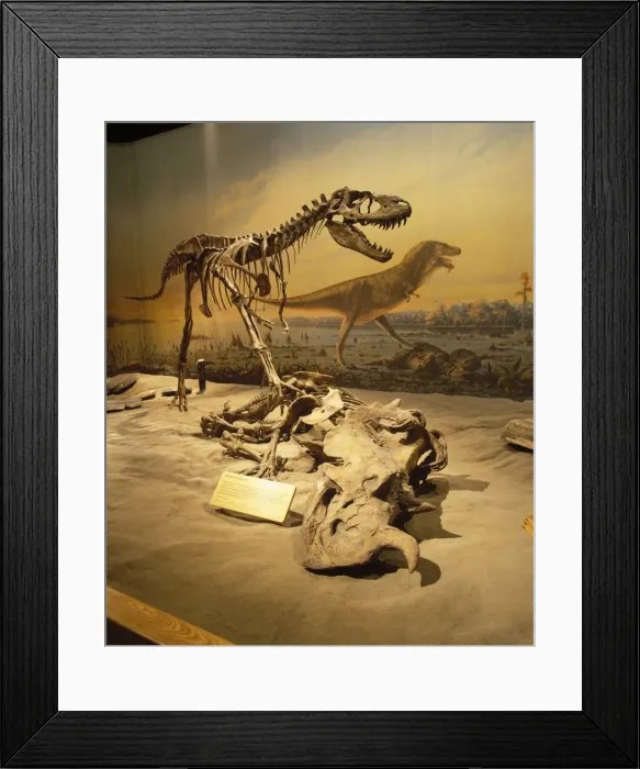 Framed Print : Dinosaurs - Theropods Albertosaurus and Centrosaurus, Cretaceous, Alberta, Canada. In this scene, the Theropod dinosaur Albertosaurus feed on the carcass of Centrosaurus Framed Print : Dinosaurs - Theropods Albertosaurus and Centrosaurus, Cretaceous, Alberta, Canada. In this scene, the Theropod dinosaur Albertosaurus feed on the carcass of Centrosaurus
