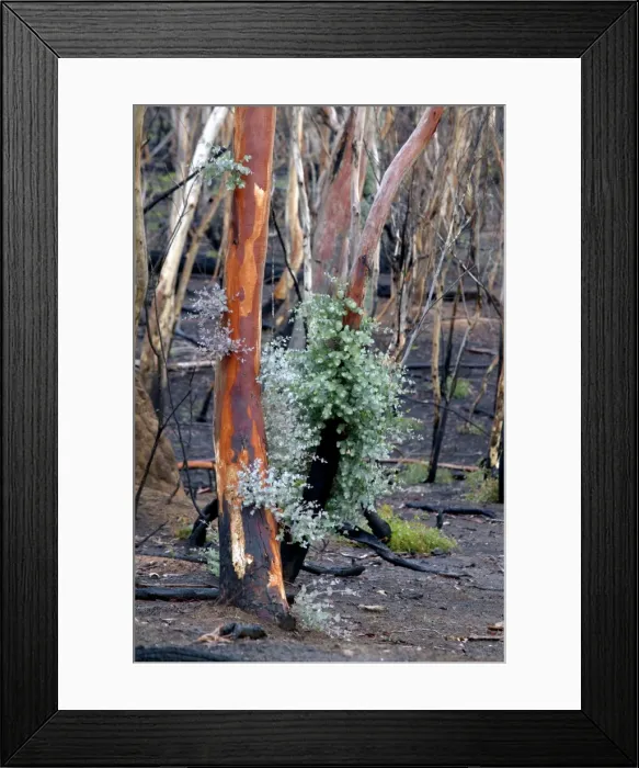 Framed Print : Regrow on Gum trees after bush fire JLR 45 Davies plain - Alpine National Park North East Victoria. Australia © Jean-Marc La-Roque / ardea. com Framed Print : Regrow on Gum trees after bush fire JLR 45 Davies plain - Alpine National Park North East Victoria. Australia © Jean-Marc La-Roque / ardea. com