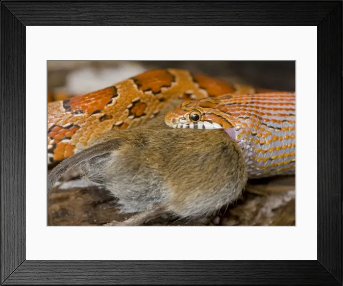 Framed Print : Corn Snake - eating Mouse - controlled conditions - USA Framed Print : Corn Snake - eating Mouse - controlled conditions - USA