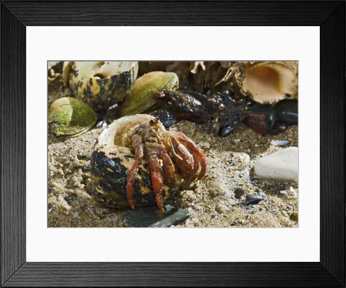 Framed Print : Hermit Crab - exchanging shell - from Caribbean - controlled conditions 14642 Framed Print : Hermit Crab - exchanging shell - from Caribbean - controlled conditions 14642