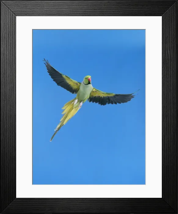 Framed Print : Ring-necked Parakeet JD 16528 In flight Psittacula krameri © John Daniels / ardea. com Framed Print : Ring-necked Parakeet JD 16528 In flight Psittacula krameri © John Daniels / ardea. com