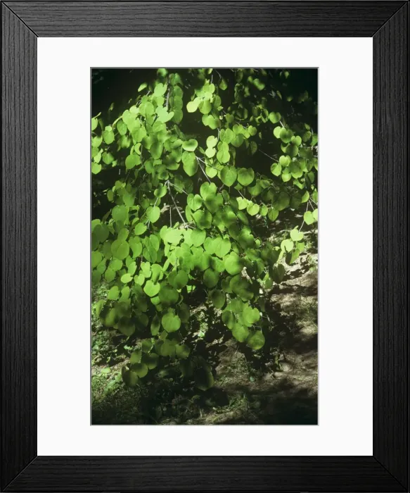 Framed Print : Katsura Tree Framed Print : Katsura Tree