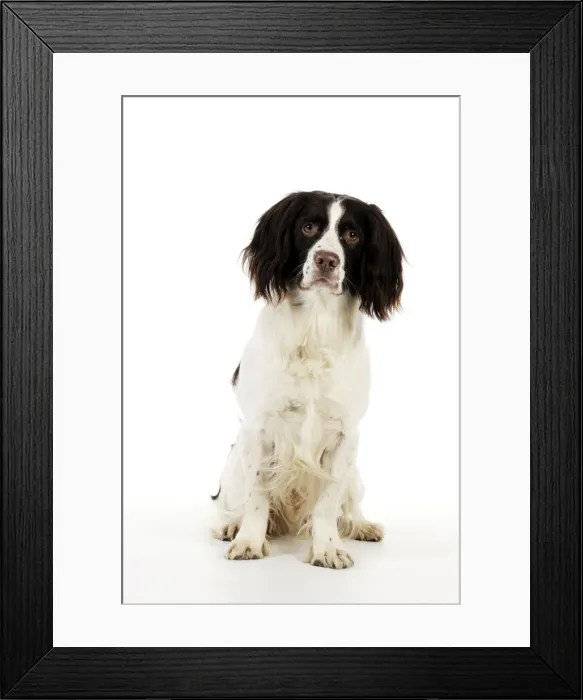 Framed Print : DOG - English springer spaniel