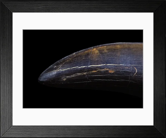Framed Print : Dinosaurs - Theropods - Tyrannosaurus rex tooth Close-up of the serrated edge of a long tooth; scan of a 35 mm transparency shot at 1 / 2. 5 magnification. From the Collections of the Black Hills Institute of Geological Research Framed Print : Dinosaurs - Theropods - Tyrannosaurus rex tooth Close-up of the serrated edge of a long tooth; scan of a 35 mm transparency shot at 1 / 2. 5 magnification. From the Collections of the Black Hills Institute of Geological Research