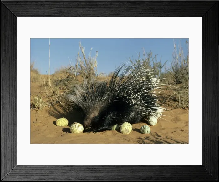 Framed Print : Porcupine - eating Gemsbok cucumbers Framed Print : Porcupine - eating Gemsbok cucumbers