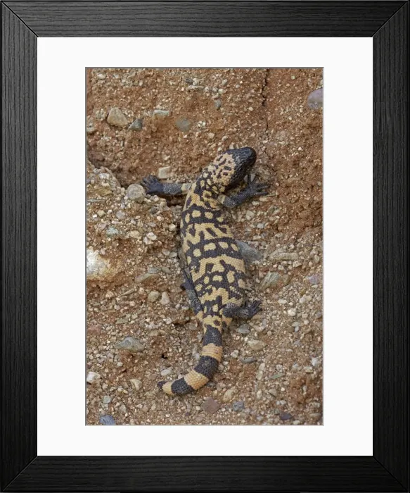 Framed Print : Gila Monster - Sonoran desert - Arizona - USA Framed Print : Gila Monster - Sonoran desert - Arizona - USA