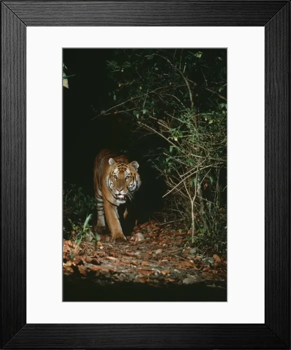 Framed Print : Tiger CHM 1222 Nepal Panthera tigris © Charles McDougal / ardea. com Framed Print : Tiger CHM 1222 Nepal Panthera tigris © Charles McDougal / ardea. com