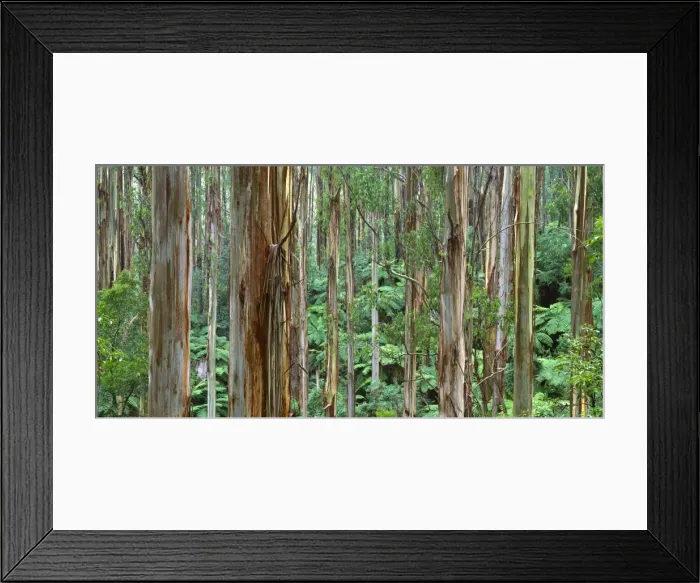 Framed Print : Mountain Ash - Tarra-Bulga National Park, East Gippsland, Victoria, Australia JLR07613 Framed Print : Mountain Ash - Tarra-Bulga National Park, East Gippsland, Victoria, Australia JLR07613