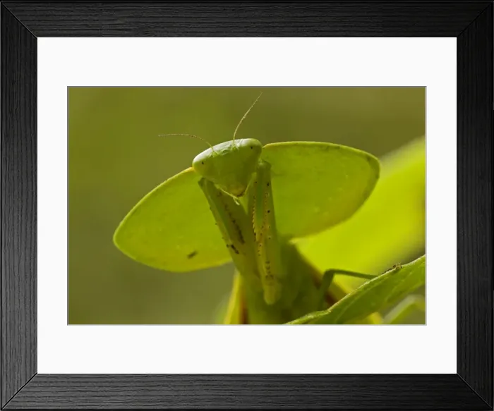Framed Print : Hooded Mantis - Costa Rica Framed Print : Hooded Mantis - Costa Rica