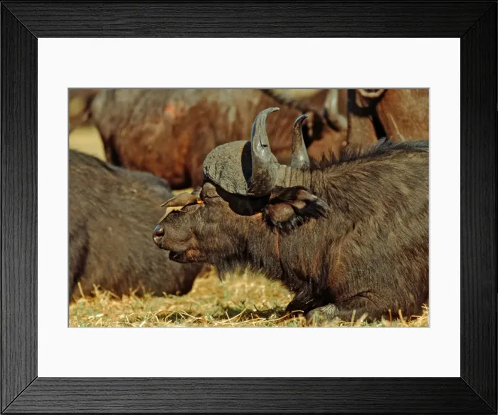 Framed Print : Cape Buffalo CRH 127 With Yellow-billed Oxpecker removing parasites - Chobe, Botswana Syncerus caffer & Buphagus africanus © Chris Harvey / ardea. com Framed Print : Cape Buffalo CRH 127 With Yellow-billed Oxpecker removing parasites - Chobe, Botswana Syncerus caffer & Buphagus africanus © Chris Harvey / ardea. com