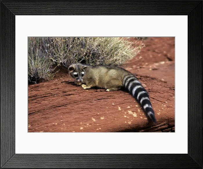 Framed Print : Ringtail - North America Framed Print : Ringtail - North America