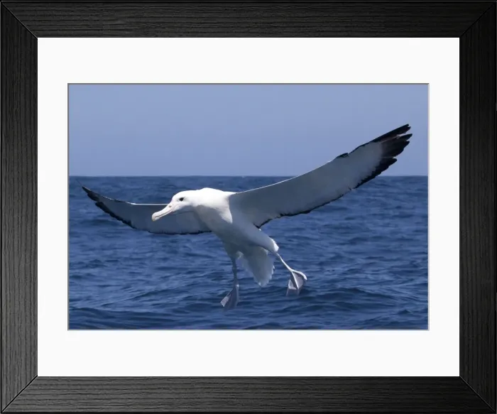 Framed Print : Southern Royal Albatross - in flight over sea - offshore from Kaikoura, South Island, New Zealand Framed Print : Southern Royal Albatross - in flight over sea - offshore from Kaikoura, South Island, New Zealand