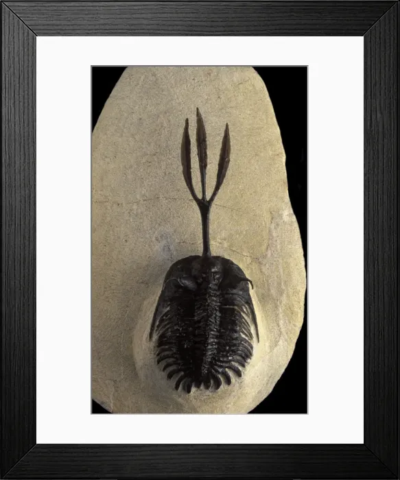 Framed Print : Fossil: Trilobite Devonian Morocco Framed Print : Fossil: Trilobite Devonian Morocco