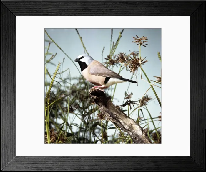 Framed Print : Black-throated Finch Framed Print : Black-throated Finch
