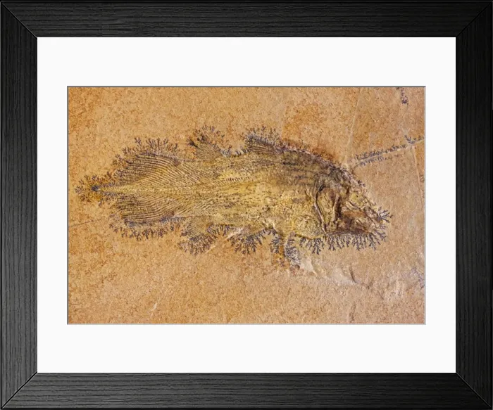 Framed Print : Coelacanth Fossil - Solnhofen Germany - Undescribed species - Upper Jurassic - Coelacanths thought to be extinct since Cretaceous period until Latimeria Chalumnae found in 1938 off coast of South Africa Framed Print : Coelacanth Fossil - Solnhofen Germany - Undescribed species - Upper Jurassic - Coelacanths thought to be extinct since Cretaceous period until Latimeria Chalumnae found in 1938 off coast of South Africa