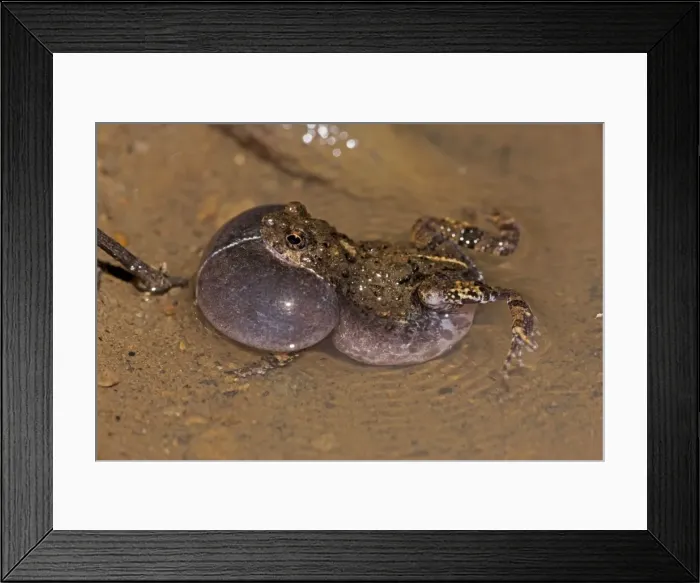 Framed Print : Tungara Frog - male calling to attract females - in water - Costa Rica Framed Print : Tungara Frog - male calling to attract females - in water - Costa Rica