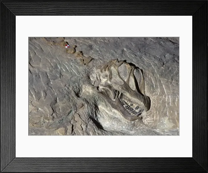 Framed Print : Dinosaurs - Sauropods - Camarasaurus: skull Skull exposed in the quarry face at Dinosaur National Monument, Utah, USA. Morrison Formation, Upper Jurassic. (As of 2007) Framed Print : Dinosaurs - Sauropods - Camarasaurus: skull Skull exposed in the quarry face at Dinosaur National Monument, Utah, USA. Morrison Formation, Upper Jurassic. (As of 2007)