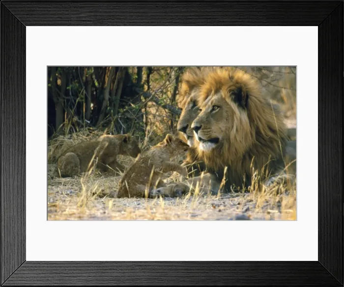 Framed Print : Male Lions CRH 927 With cubs - Moremi, Botswana Panthera leo © Chris Harvey / ardea. com Framed Print : Male Lions CRH 927 With cubs - Moremi, Botswana Panthera leo © Chris Harvey / ardea. com
