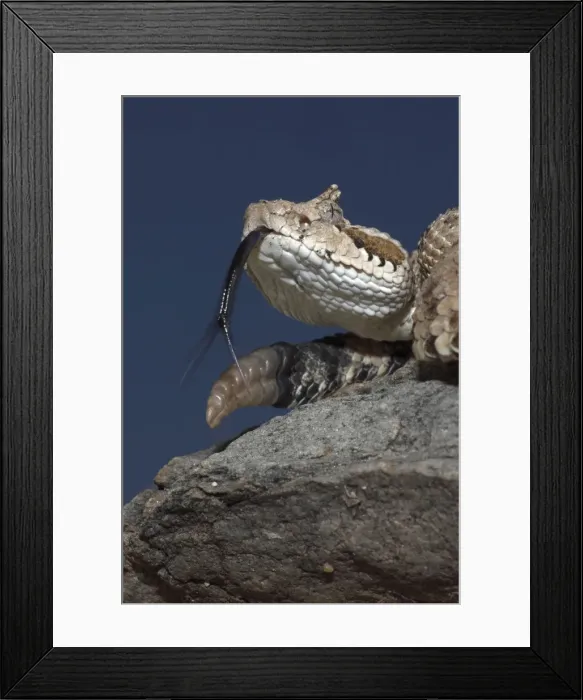 Framed Print : Sonoran Desert Sidewinder / Horned Rattlesnake - Arizona USA Framed Print : Sonoran Desert Sidewinder / Horned Rattlesnake - Arizona USA