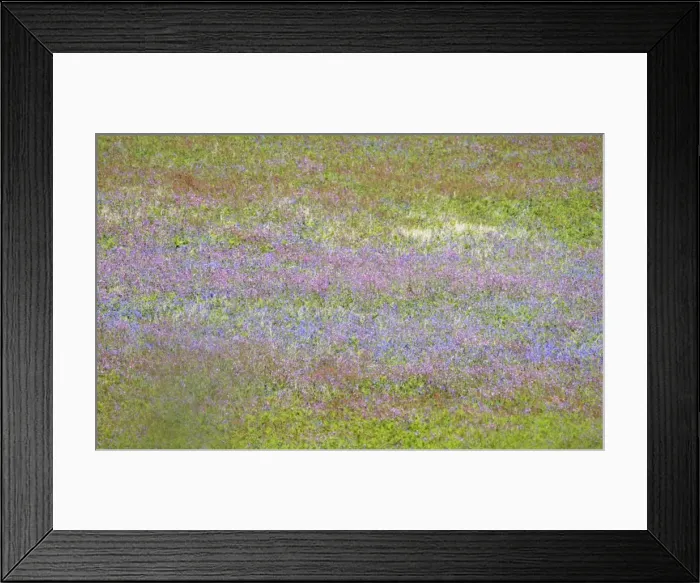 Framed Print : Wild flower meadow - Skomer - UK 007589 Framed Print : Wild flower meadow - Skomer - UK 007589
