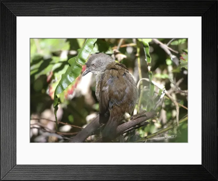 Framed Print : Tasmanian Scrubwren - sunbathing - Endemic to Tasmania, Australia Mt Wellington, Hobart, Tasmania Framed Print : Tasmanian Scrubwren - sunbathing - Endemic to Tasmania, Australia Mt Wellington, Hobart, Tasmania