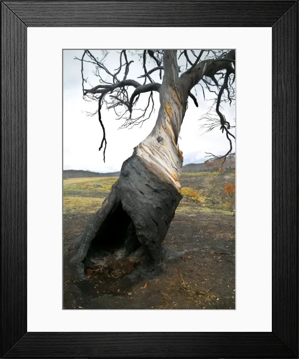 Framed Print : Snow Gum Tree JLR 6 Bush fire aftermath Dargo high plains, Alpine National Park, North East Victoria, Australia © Jean-Marc La-Roque / ardea. com Framed Print : Snow Gum Tree JLR 6 Bush fire aftermath Dargo high plains, Alpine National Park, North East Victoria, Australia © Jean-Marc La-Roque / ardea. com
