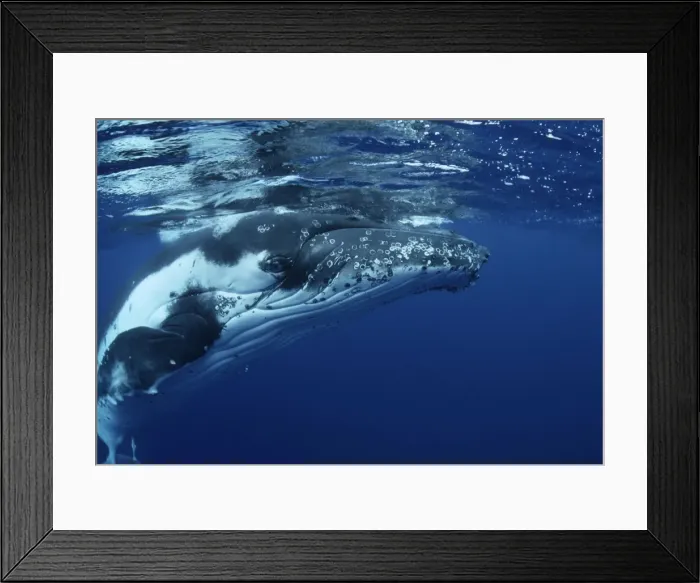 Framed Print : Humpback Whale FG 12437 Swimming underwater Vava'u, Kingdom of Tonga, South Pacific Megaptera novaeangliae © Francois Gohier / ardea. com Framed Print : Humpback Whale FG 12437 Swimming underwater Vava'u, Kingdom of Tonga, South Pacific Megaptera novaeangliae © Francois Gohier / ardea. com